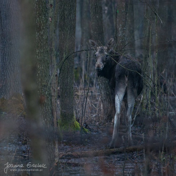 002_Biebrza - kwiecien 2013.jpg